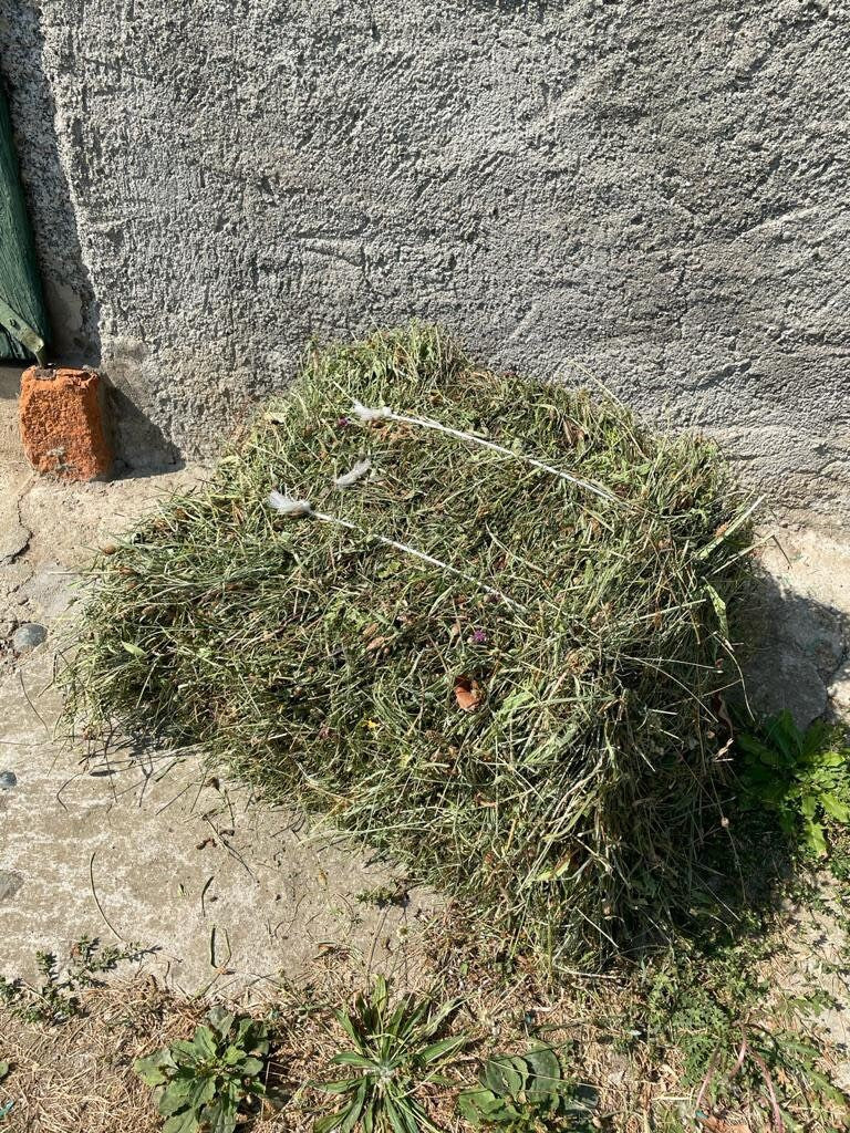 HAY FOR RABBITS