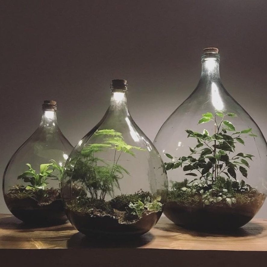 DEMIJOY / terrarium KIT included