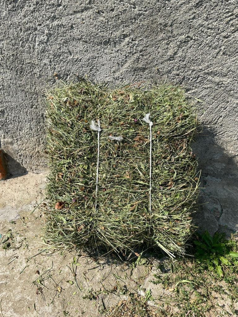 HAY FOR RABBITS